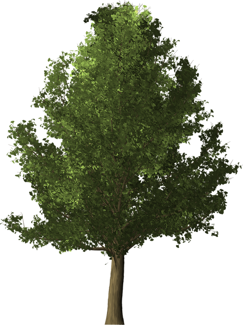 Ginkgo (male) (Ginkgo biloba)