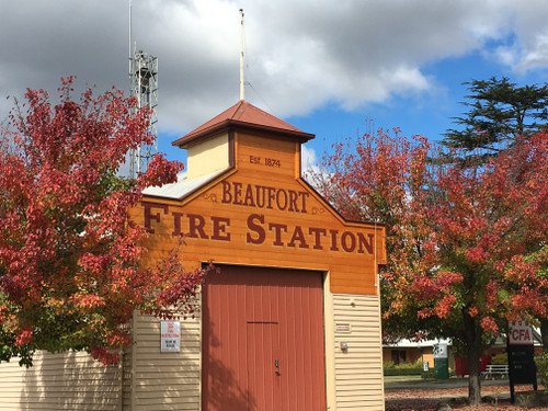 Manchurian Pear (Pyrus ussuriensis)