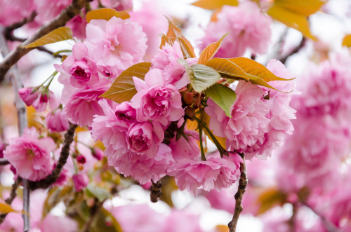 Kanzan Japanese Flowering Cherry (Prunus 'Kanzan')