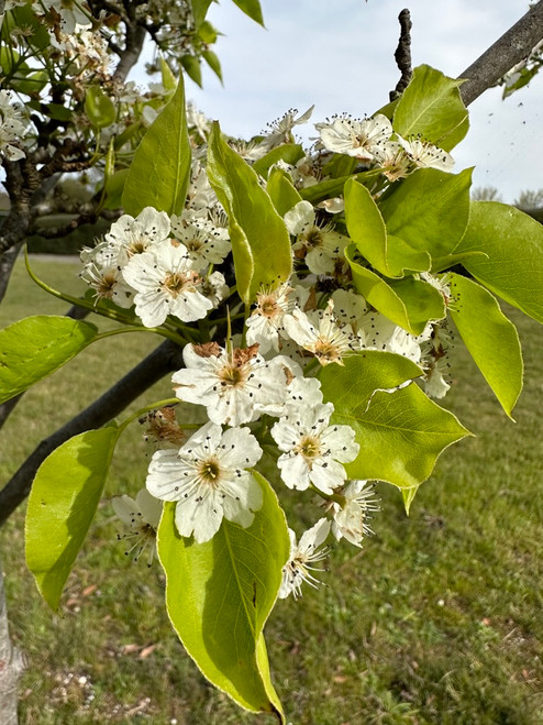 Red Spire Ornamental Pear (Pyrus calleryana 'Red Spire')
