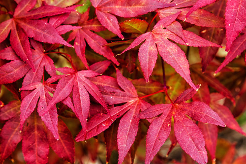 Shindeshojo Japanese Maple (Acer palmatum 'Shindeshojo')