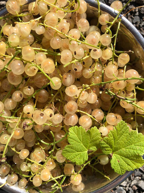 White Currant