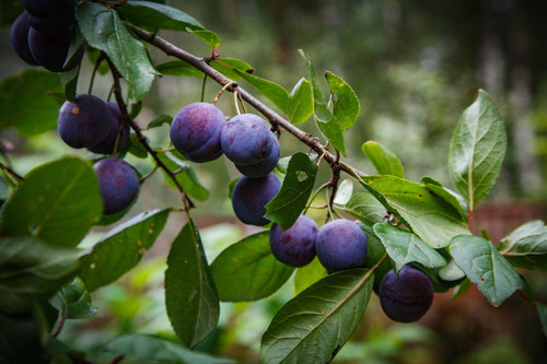 King Billy European Plum (dwarf)