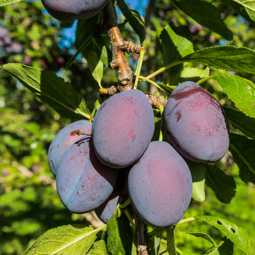 Robe de Sergeant Prune (Plum)