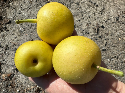 Nijisseiki (20th Century) Nashi (Asian Pear) (semi-dwarf)