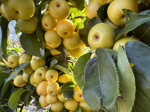 Nijisseiki (20th Century) Nashi (Asian Pear) (semi-dwarf)