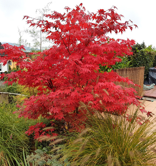 Osakazuki Japanese Maple (Acer palmatum 'Osakazuki')