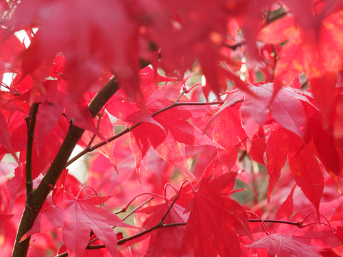 Osakazuki Japanese Maple (Acer palmatum 'Osakazuki')