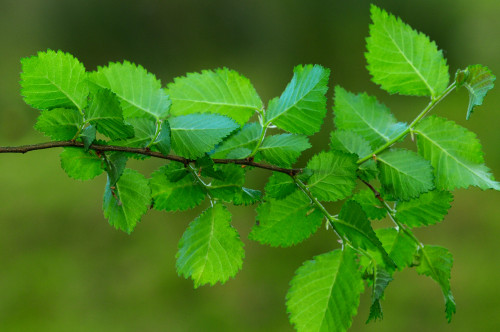 English Elm (Ulmus procera)