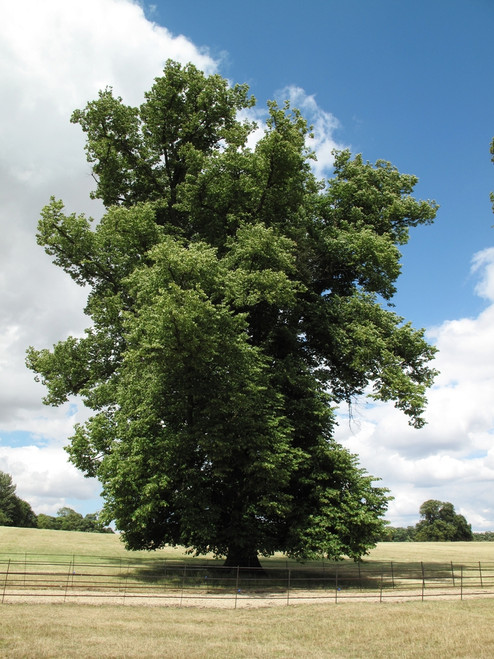 English Elm (Ulmus procera)
