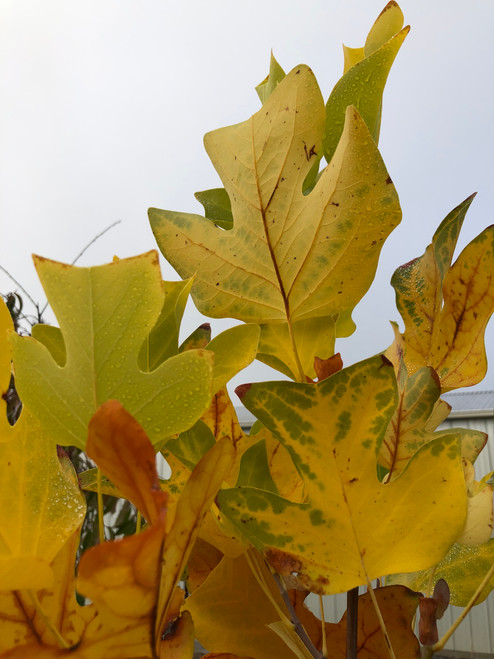 Tulip Tree (Liriodendron tulipifera)