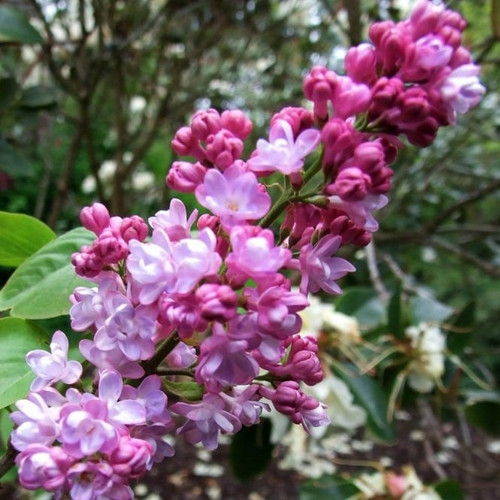 Belle De Nancy Lilac