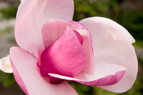 Saucer Magnolia (Magnolia x soulangiana) Saucer Magnolia (Magnolia x soulangiana)