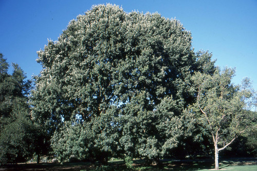 Chestnut-leafed Oak (Quercus castaneifolia)