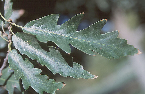 Chestnut-leafed Oak (Quercus castaneifolia) Chestnut-leafed Oak (Quercus castaneifolia)