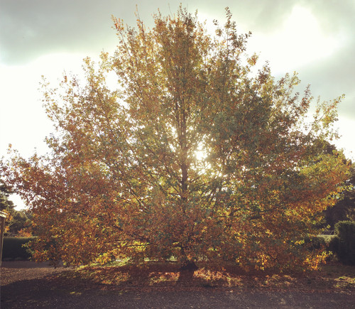 English Oak (Quercus robur)
