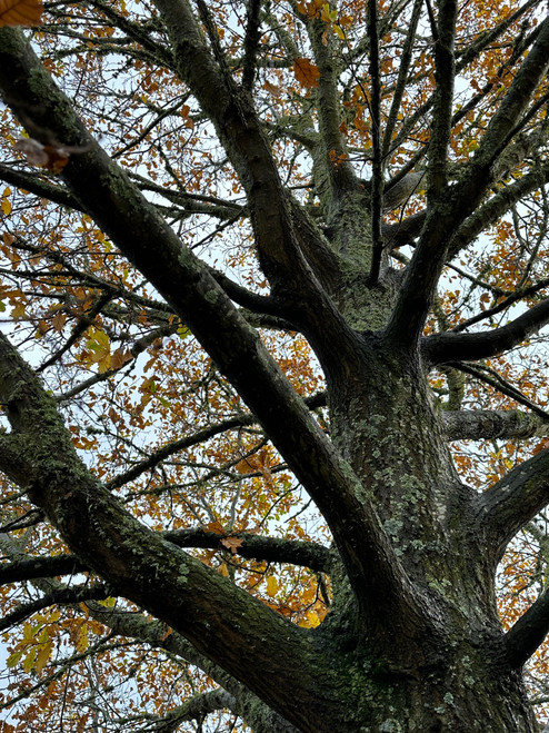 English Oak (Quercus robur)