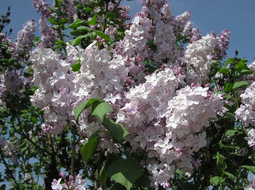 Clarke's Giant Lilac