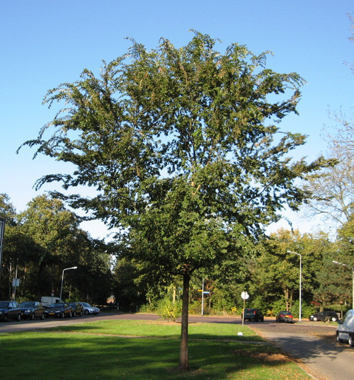 Chinese Elm (Ulmus parvifolia)