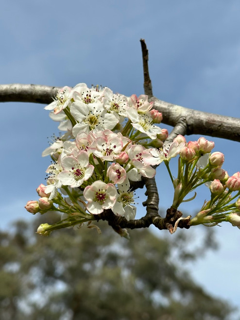 Capital Ornamental Pear (Pyrus calleryana 'Capital')