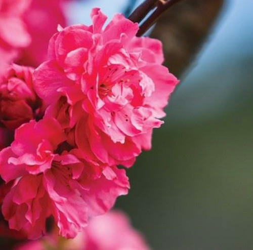 Prunus persica 'Magnifica' Flowering Peach