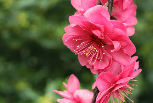 Prunus persica 'Rose Charm' (weeper)