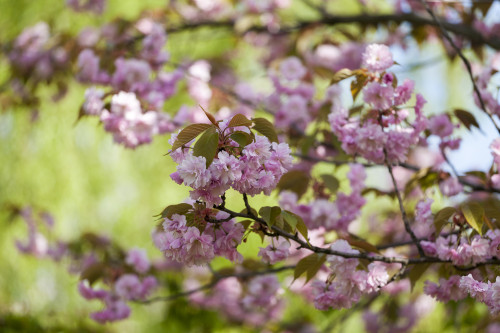 Prunus serrulata 'Shimidsu Sakura' (semi-weeper)