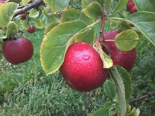 Democrat Apple (medium)