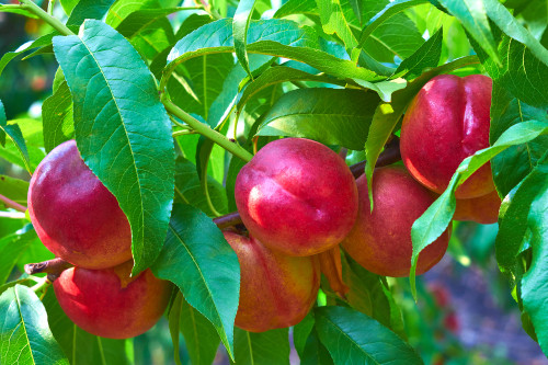 Sundowner Nectarine (dwarf)
