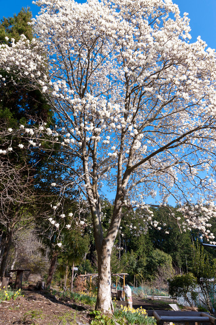 Kobushi Magnolia (Magnolia kobus)