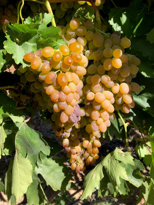 Selma Pete Seedless Grape