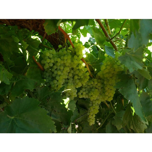 Merbein Seedless Grape
