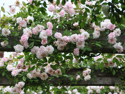 Cecile Brunner Climbing Rose