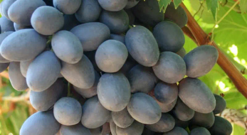 Autumn Royal Seedless Grape