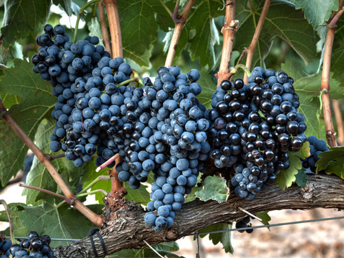 Tempranillo Grape