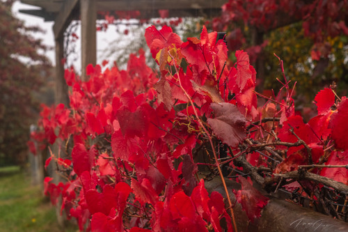 Captured by Paige Gray Photography here at Heritage Fruit Trees