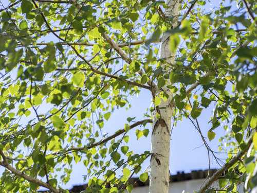 Paper Birch (Betula papyrifera) Birch
