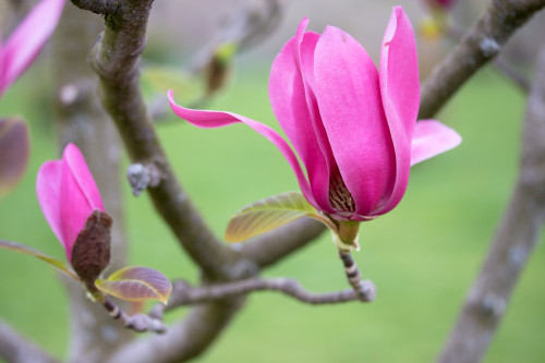Vulcan Magnolia (Magnolia x soulangeana 'Vulcan')
