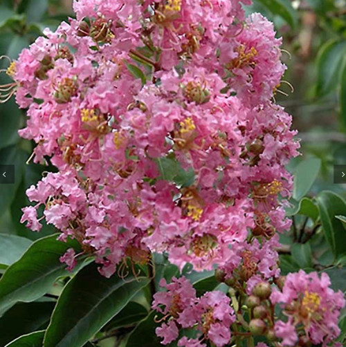 Biloxi Crepe Myrtle (Lagerstroemia indica x L. fauriei 'Biloxi')
