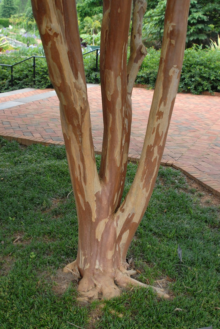 Biloxi Crepe Myrtle (Lagerstroemia indica x L. fauriei 'Biloxi')