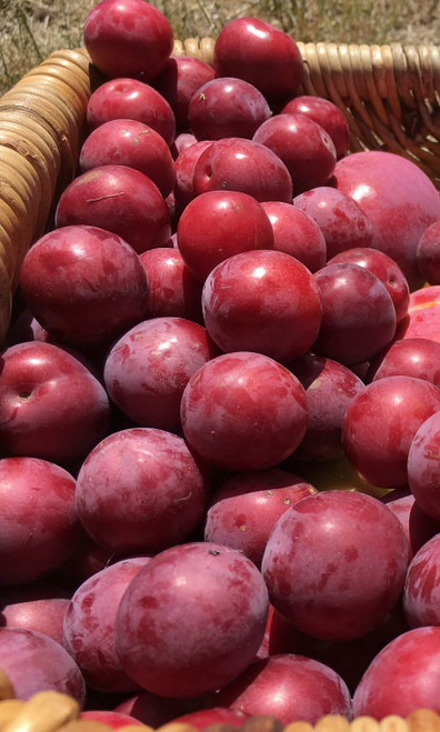 Yarrahapinni Japanese Blood Plum
