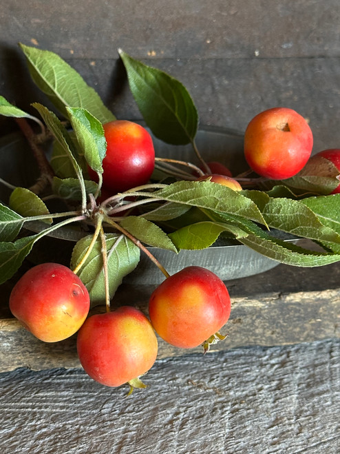 Currant Crabapple (Malus baccata 'Currant')