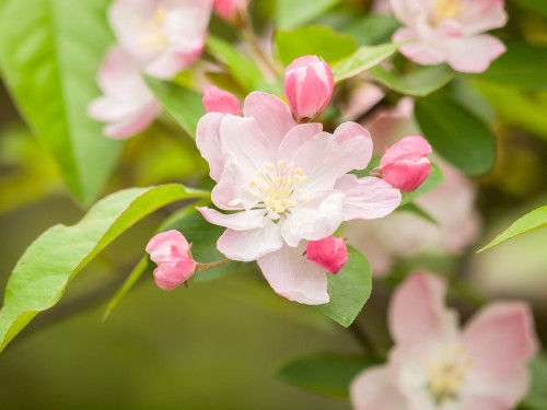 Parkmanii Crabapple (Malus halliana ‘Parkmanii')