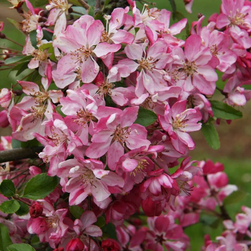 Hilleri Crabapple (Malus floribunda ‘Hilleri’)