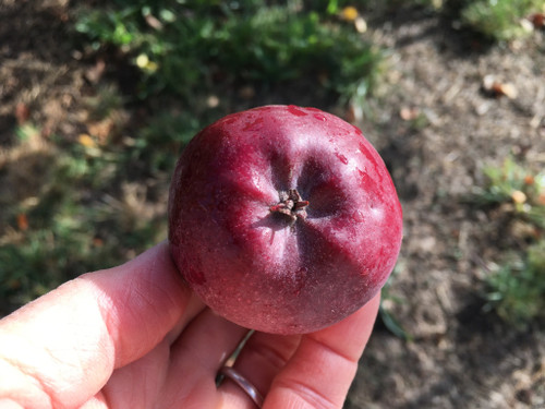 The Gilbert  Apple (dwarf)