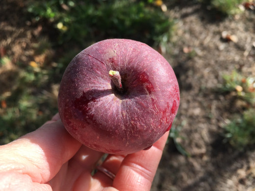 The Gilbert  Apple (dwarf)