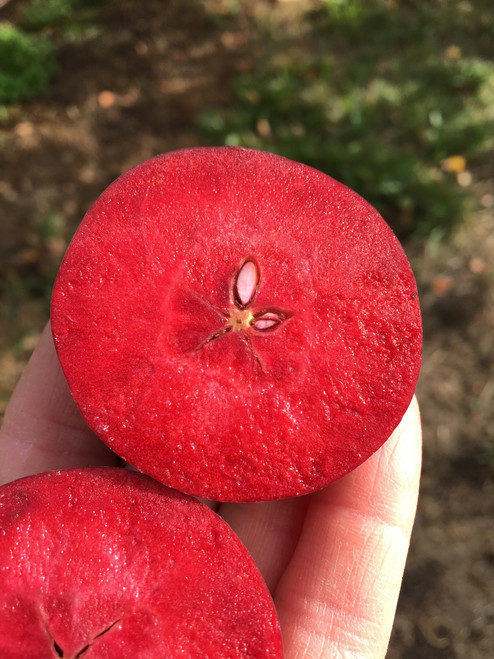 The Gilbert  Apple (dwarf)