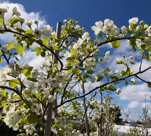 Jargonelle European Pear