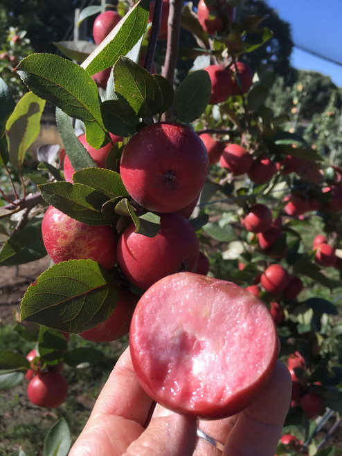 Huonville Crab Apple (stepover)