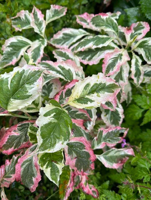 Cornus florida 'Welchii', Tricolour Dogwood